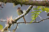 Rufous-breasted Flycatcher, Guango Lodge, Napo, Ecuador, November 2019 - click for larger image