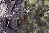 Streak-headed Woodcreeper, Mocupe, Lambayeque, Peru, October 2018 - click for larger image