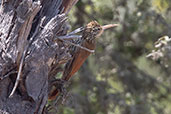 Streak-headed Woodcreeper, Mocupe, Lambayeque, Peru, October 2018 - click for larger image