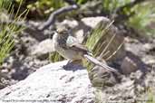 Streaked Tit-Spinetail, Putre, Chile, February 2007 - click for larger image