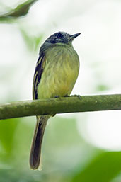 Slaty-capped Flycatcher, Otún-Quimbaya, Risaralda, Colombia, April 2012 - click for larger image