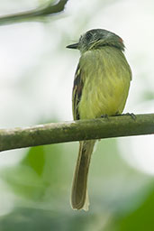 Slaty-capped Flycatcher, Otún-Quimbaya, Risaralda, Colombia, April 2012 - click for larger image