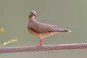 White-tipped Dove, Carajás, Pará, Brazil, October 2005 - click for larger image