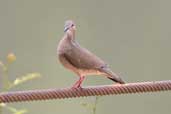 White-tipped Dove, Carajás, Pará, Brazil, October 2005 - click for larger image