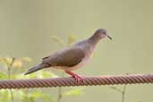 White-tipped Dove, Carajás, Pará, Brazil, October 2005 - click for larger image