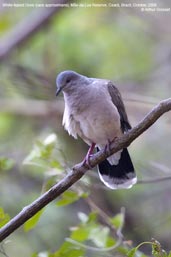 White-tipped Dove, Mãe-da-Lua Reserve, Ceará, Brazil, October 2008 - click for larger image