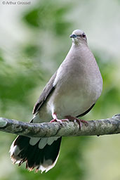 White-tipped Dove, Copan Ruinas, Honduras, March 2015 - click for larger image