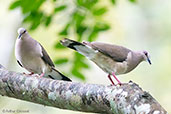 White-tipped Dove, Copan Ruinas, Honduras, March 2015 - click for larger image