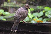White-tipped Dove, Bellavista Reserve, Pichincha, Ecuador, November 2019 - click for larger image