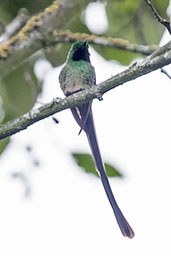 Black-tailed Trainbearer, Guasco, Cundinamarca, Colombia, April 2012 - click for larger image