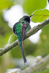 Black-tailed Trainbearer, Guasco, Cundinamarca, Colombia, April 2012 - click for larger image