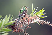 Black-tailed Trainbearer, Quito, Ecuador, November 2019 - click for larger image