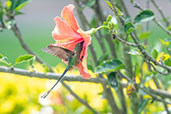 Black-tailed Trainbearer, Quito, Ecuador, November 2019 - click for larger image