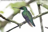 White-throated Hummingbird, Itatiaia, Rio de Janeiro, Brazil, November 2008 - click for larger image