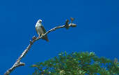 White Hawk, ZF2 Road, Marchantaria Island, Amazonas, Brazil, July 2001 - click for larger image