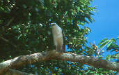 White Hawk, ZF2 Road, Amazonas, Brazil, July 2001 - click for larger image