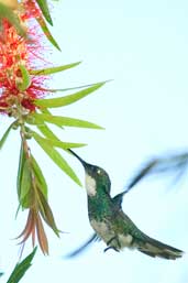 White-throated Hummingbird, Intervales, São Paulo, Brazil, April 2004 - click for larger image