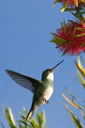 White-throated Hummingbird, Intervales, São Paulo, Brazil, April 2004 - click for larger image
