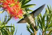 White-throated Hummingbird, Intervales, São Paulo, Brazil, April 2004 - click for larger image