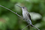 Tumbes Hummingbird, Caparri, Lambayeque, Peru, October 2018 - click for larger image