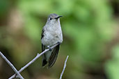 Tumbes Hummingbird, Caparri, Lambayeque, Peru, October 2018 - click for larger image