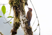 Smoky-brown Woodpecker, Amagusa Reserve, Pichincha, Ecuador, November 2019 - click for larger image