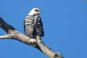 Black-faced Hawk, São Gabriel da Cachoeira, Amazonas, Brazil, August 2004 - click for larger image