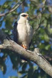 Black-faced Hawk, São Gabriel da Cachoeira, Amazonas, Brazil, August 2004 - click for larger image