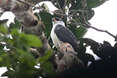 Black-faced Hawk, ani Lodge, Sucumbios, Ecuador, November 2019 - click for larger image