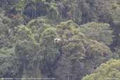 Mantled Hawk, Parque de Zizo, São Paulo, Brazil, November 2006 - click for larger image