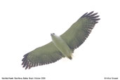 Mantled Hawk, Boa Nova, Bahia, Brazil, October 2008 - click for larger image