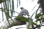 Slate-coloured Hawk, Borba, Amazonas, Brazil, August 2004 - click for larger image