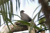 Slate-coloured Hawk, Borba, Amazonas, Brazil, August 2004 - click for larger image