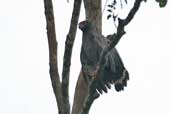Slate-coloured Hawk, Borba, Amazonas, Brazil, August 2004 - click for larger image