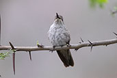 Tumbes Hummingbird, Balsas, Amazonas, Peru, October 2018 - click for larger image