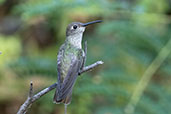 Tumbes Hummingbird, Caparri, Lambayeque, Peru, October 2018 - click for larger image