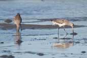 Hudsonian Godwit, Caulin, Chiloe, Chile, December 2005 - click for larger image