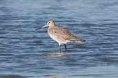 Hudsonian Godwit, Caulin, Chiloe, Chile, December 2005 - click for larger image