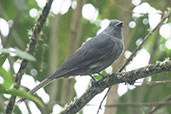 Dusky Piha, Rio Blanco, Caldas, Colombia, April 2012 - click for larger image