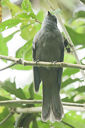 Dusky Piha, Rio Blanco, Caldas, Colombia, April 2012 - click for larger image