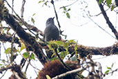 Dusky Piha, Guacamayos Ridge, Napo, Ecuador, November 2019 - click for larger image