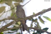 Cinnamon-vented Piha, Bandeira, Minas Gerais, Brazil, October 2008 - click for larger image