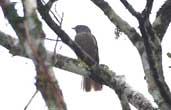 Cinnamon-vented Piha, Boa Nova, Bahia, Brazil, July 2002 - click for larger image