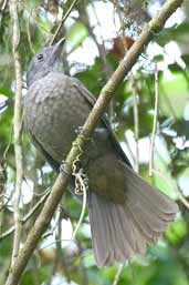 Cinnamon-vented Piha, Intervales, São Paulo, Brazil, April 2004 - click for larger image