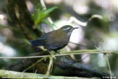 Sharp-tailed Streamcreeper, Teresópolis, Rio de Janeiro, Brazil, November 2008 - click for larger image