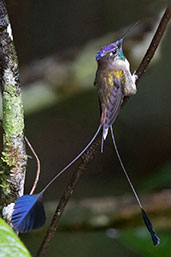 Marvelous Spatuletail, Huembo, Amazonas, Peru, October 2018 - click for larger image