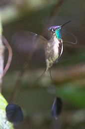 Marvelous Spatuletail, Huembo, Amazonas, Peru, October 2018 - click for larger image