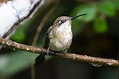 Marvelous Spatuletail, Huembo, Amazonas, Peru, October 2018 - click for larger image