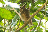 Crested Owl, Sani Lodge, Sucumbios, Ecuador, November 2019 - click for larger image