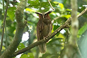 Crested Owl, Sani Lodge, Sucumbios, Ecuador, November 2019 - click for larger image